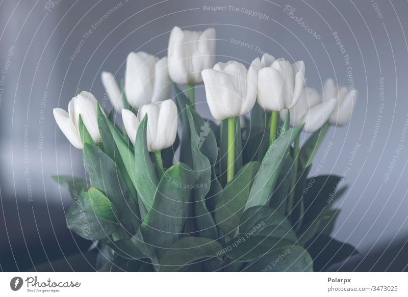 Blüten von weißen Tulpen auf grünen Stielen Gartenarbeit elegant Nahaufnahme Dekoration & Verzierung Ornament März Reichtum Frühling Ostern Überstrahlung