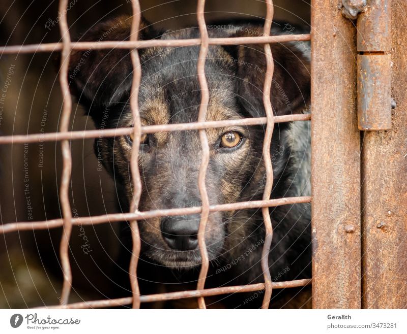 Mischlingshund in einem Käfig aus nächster Nähe annehmen angenommen Adoption Tier Bars Bastard Zelle durchkreuzen cur demi-sang Hund traurige trüb Raster