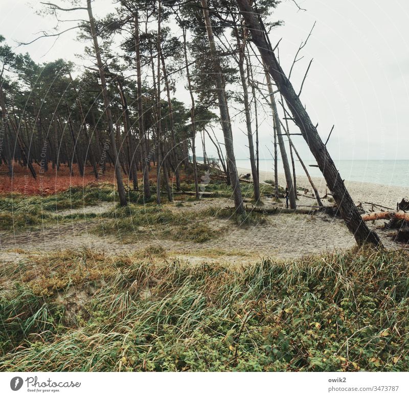 Soziale Schieflage Windflüchter Darß Weststrand Küste Ostsee Landschaft Natur Baum Umwelt Außenaufnahme Pflanze Menschenleer Gras Himmel windschief Meer