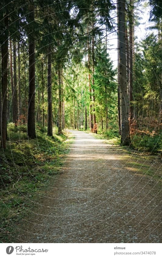dunkler Waldweg ins Licht führend Weg Baum Wege & Pfade Menschenleer Natur Außenaufnahme Landschaft ruhig friedlich Nadelbaum Nadelwald Richtung