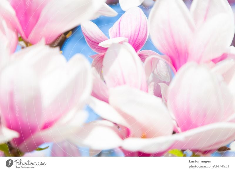 Wunderschöne Magnolienbaumblüte im Frühling. Blume Baum Blütezeit April Hintergrund Schönheit botanisch Botanik Ast Blütenknospen Nahaufnahme farbenfroh