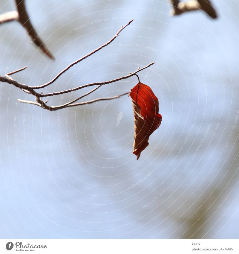 herbstlich verfärbtes Blatt häng an einem Ast Herbst Laub Herbstlaub See blau grau Natur Baum Herbstfärbung Zweige u. Äste Pflanze