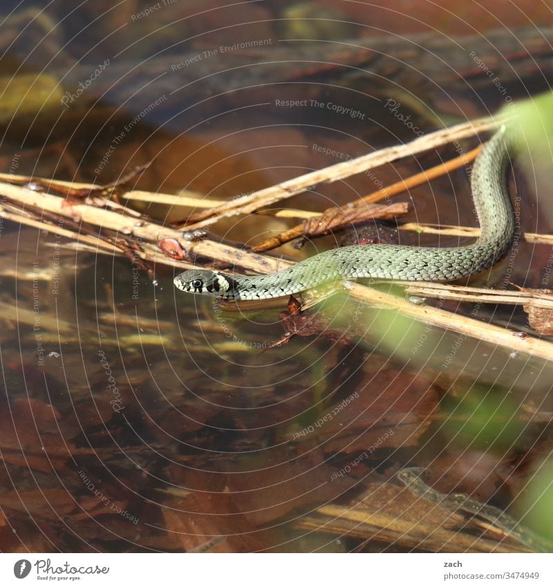Ringelnatter im Wasser Schlange Tier Natter Reptil 1 Natur Wildtier See braun Schuppen grün giftig wild