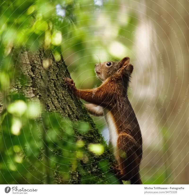 Eichhörnchen im warmen Sonnenlicht Sciurus vulgaris Tierporträt Tiergesicht Kopf Fell Ohr Augen Nase Maul Pfoten Wärme Schönes Wetter Baum Sonnenschein Wildtier