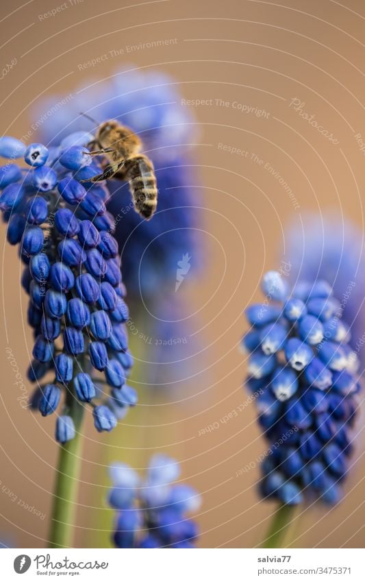 Biene fliegt auf blaue Traubenhyazinthe Natur Blume Blüte braun Pflanze bestäuben fliegend Honigbiene fleißig Farbfoto Duft Pollen Schwache Tiefenschärfe 1