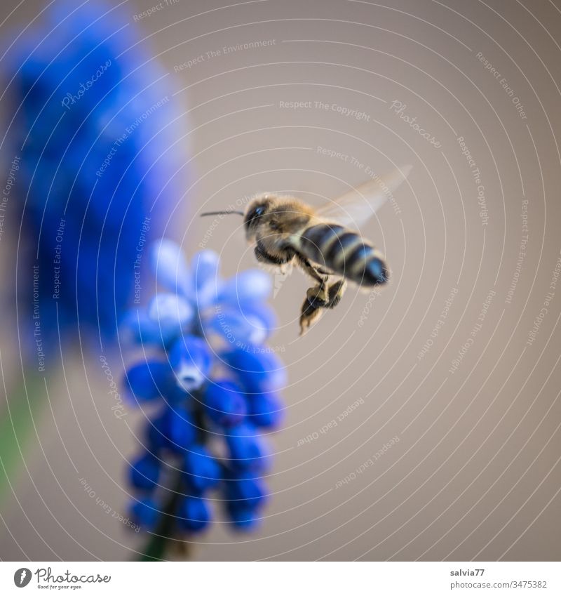 Geräusch | Bienensummen fliegen Natur Insekt Blume Pflanze Blüte Außenaufnahme Sommer Farbfoto Garten Menschenleer Frühling Blühend Schwache Tiefenschärfe