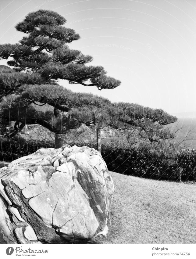 Zen Japan Shizuoka Stein Kiefer Schwarzweißfoto
