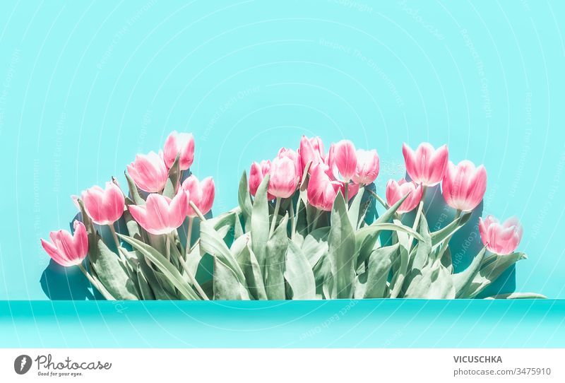 Hübscher rosafarbener, blasser Tulpenblütenstrauß auf türkisblauem Hintergrund. hübsch Haufen oben abstrakt Transparente schön Schönheit Blüte Blumenstrauß