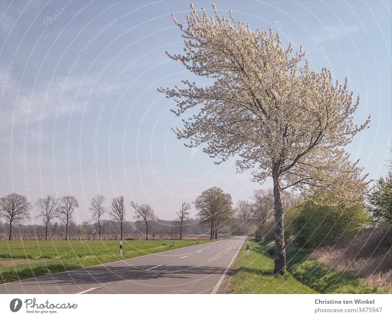 200 / Ruhige Landstraße im Sonnenschein mit blühendem Baum Menschenleer Bäume blühender Baum Straße Wege & Pfade Verkehrswege Landschaft Tag Straßenverkehr