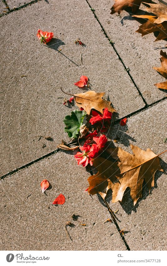blätter auf boden Blätter Blatt Boden Herbst herbstlich Außenaufnahme Natur Farbfoto Menschenleer braun rot Blüte Jahreszeiten fallen Draufsicht Herbstlaub