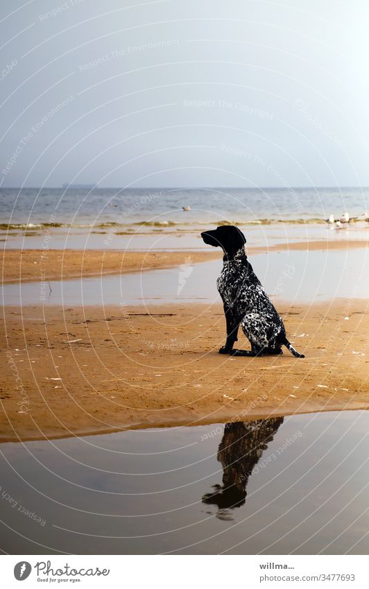 Jagdhund Deutsch Kurzhaar sitzt auf Sandbank Hund Ostsee sitzen Spiegelung Tier Vorstehhund schwarz See Meer