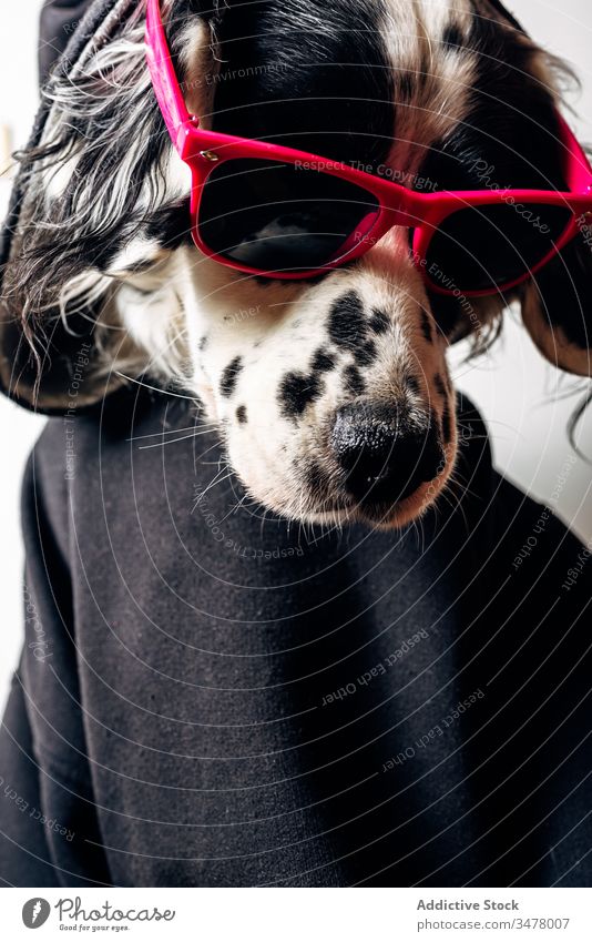 Süßer Hund mit Kapuzenpulli und Sonnenbrille Haustier Konzept Stil lustig Tier niedlich Glück heimisch Eckzahn englischer Setter Kleidungsstück Bekleidung ruhen