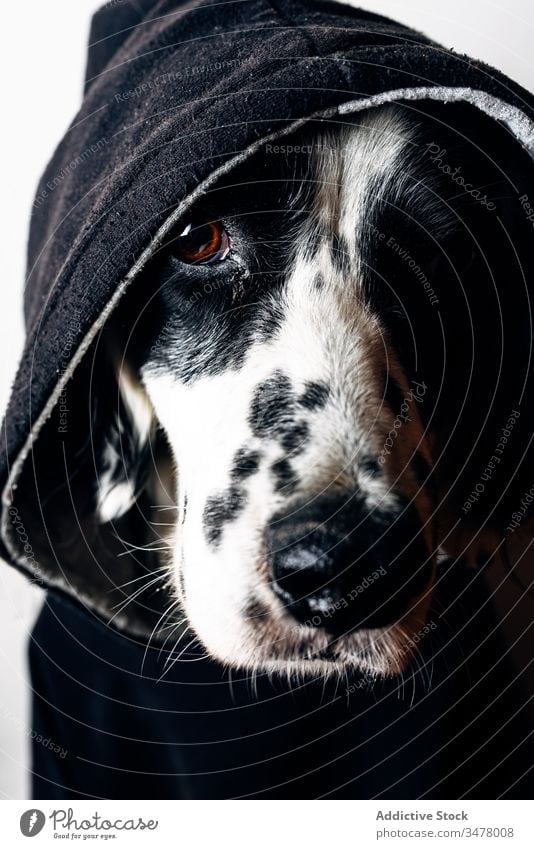 Lustiger Hund in schwarzem Kapuzenpulli Haustier heimwärts Konzept Stock Lügen lustig Tier niedlich heimisch Eckzahn englischer Setter Kleidungsstück Bekleidung