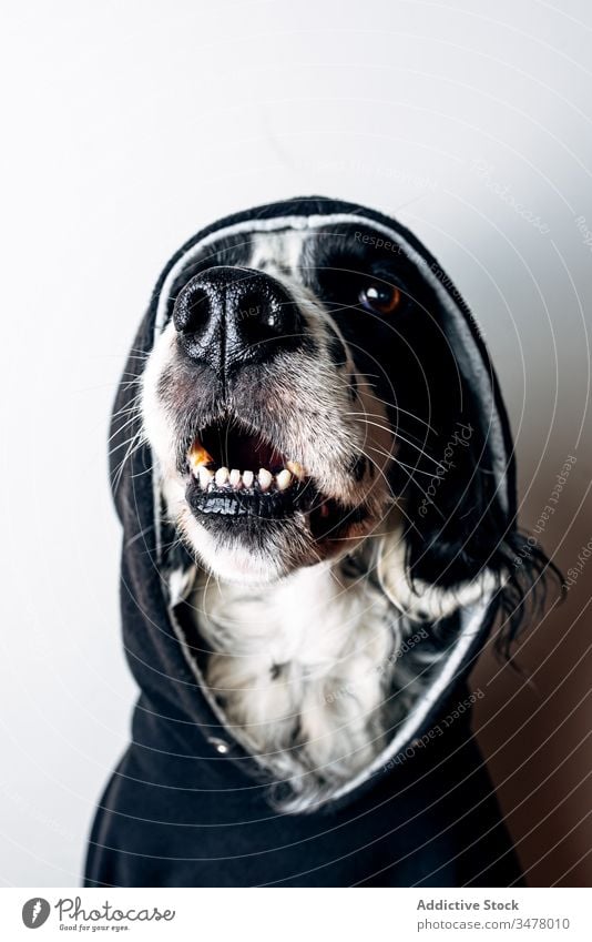 Lustiger Hund in schwarzem Kapuzenpulli Haustier heimwärts Konzept Stock Lügen lustig Tier niedlich heimisch Eckzahn englischer Setter Kleidungsstück Bekleidung