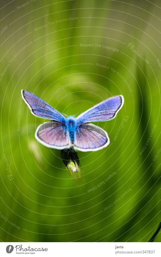 blue Schönes Wetter Gras Wiese Tier Wildtier Schmetterling 1 exotisch natürlich schön blau Farbfoto Außenaufnahme Nahaufnahme Detailaufnahme Menschenleer