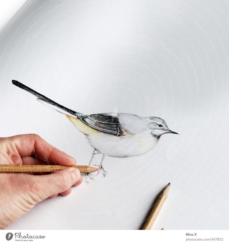 Vögelchen Freizeit & Hobby Finger Kunst Künstler Maler Kunstwerk Gemälde Tier Vogel 1 zeichnen Kreativität Zeichnung Zeichenstift Bleistift Zeichenblock