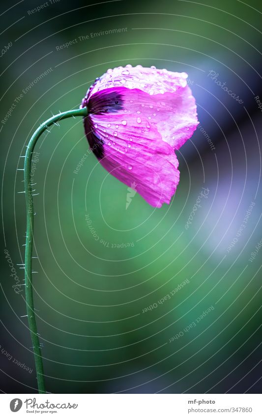 Pink Poppy Umwelt Natur Pflanze Blume Mohn Klatschmohn Garten Wiese blau grün rosa Farbfoto Außenaufnahme Menschenleer