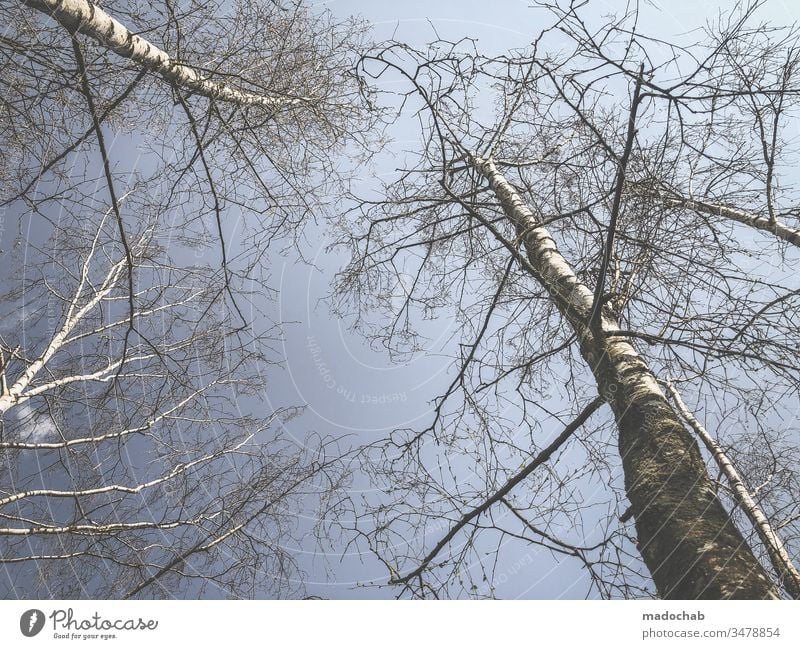Birken strecken sich in die Höhe Baum Natur Umwelt Wald Birkenwald Pflanze Landschaft Schönes Wetter Menschenleer Außenaufnahme Farbfoto Tag Zentralperspektive