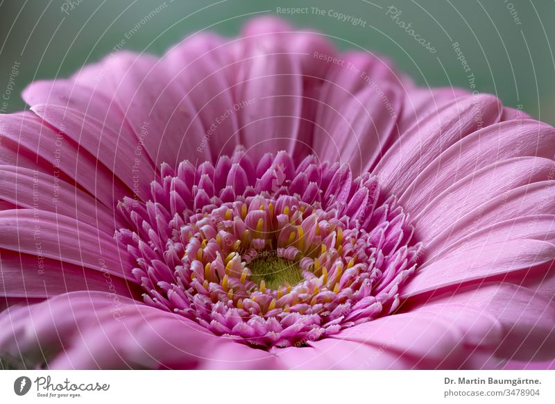 Blütenstand einer Gerberasorte (Asteraceae) Sorte Züchtung rosa Blume Nahaufnahme Schnittblume Makro Compositae Korbblütler