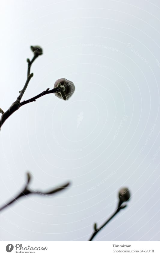 Magnolie im Aufbruch Magnolienbaum Frühling Pflanze Natur Farbfoto Himmel blau schwarz