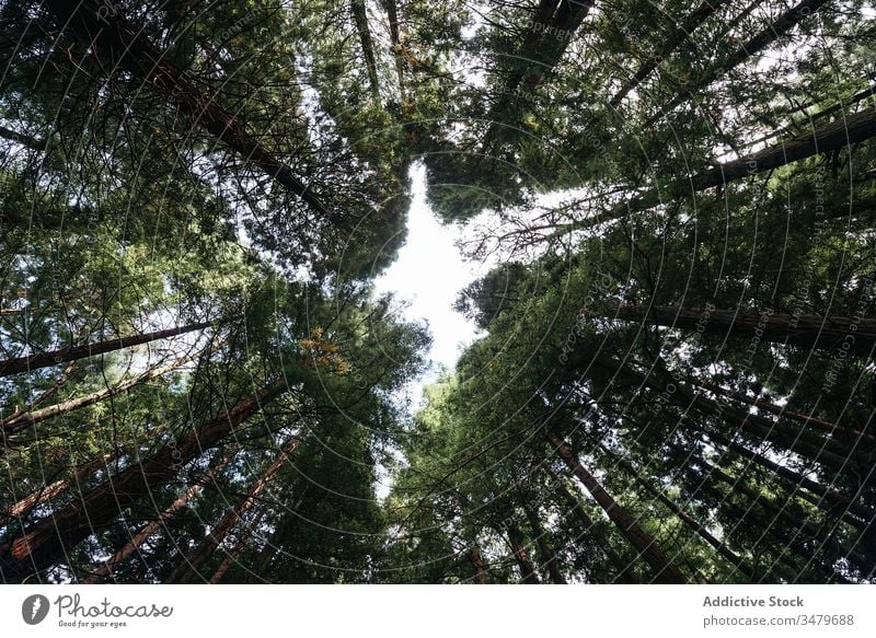 Nadelwald mit niedrigem Winkel Wald Park Nachlauf Bäume Kofferraum Natur Mysterium Landschaft Einsamkeit hoch malerisch Fernweh Weg Frieden unverhüllt Holz