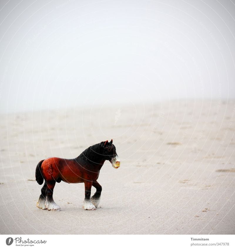 Sandpferd. Umwelt Natur Wasser schlechtes Wetter Strand Nordsee Dänemark Tier Pferd 1 Kunststoff einfach braun grau schwarz Gefühle Spielzeug Spielen Farbfoto