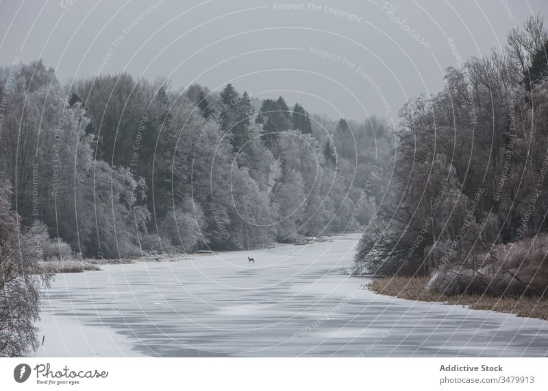 Winterlandschaft mit Wald und Fluss Schnee kalt Frost Landschaft wolkig Natur ruhig Baum Tier gefroren wild abgelegen Saison weiß Umwelt Windstille friedlich