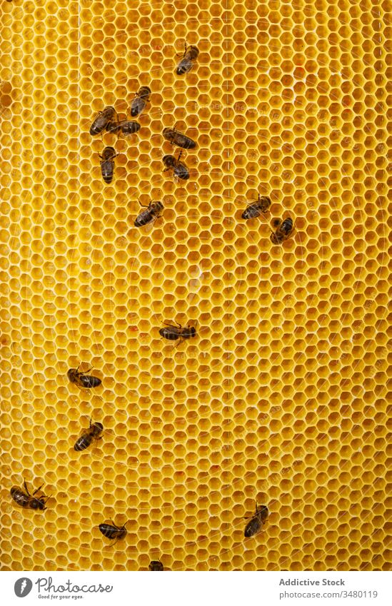 Wabenförmiger Rahmen mit Bienen Liebling Bienenstock Arbeit Bauernhof Ernte Werkzeug untersuchen Saison Beruf Gerät organisch Lebensmittel natürlich behüten