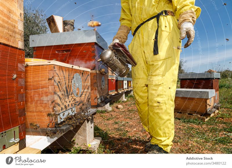 Anonyme Imker, die in Bienenstöcken arbeiten Wabe Bienenstock Arbeit Rahmen gesichtslos inspizieren prüfen Raucherin Werkzeug untersuchen professionell Sommer