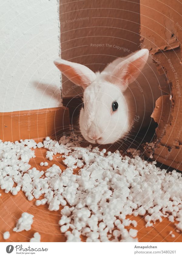 weißes Kaninchen zernagt Karton , Füllmaterial oder Popcorn Zwergkaninchen Haustier Hase & Kaninchen Tier Fell Tierporträt Tiergesicht Osterhase Tierliebe