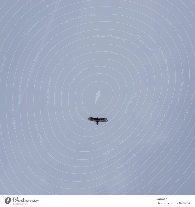Adler adler vogel Lebewesen fliegen freiheit Kraft Kraftvoller Stärke Amerika USA Tierporträt Himmel glaube Schwingen Vogelwelt Natur federn Stufe