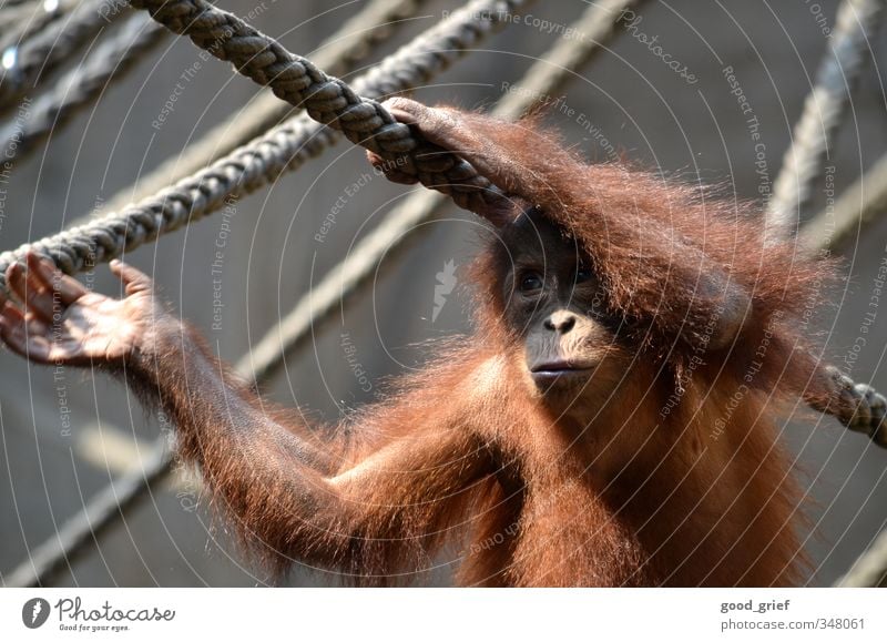 Im Pongoland Natur Tier Zoo 1 Gefühle Geborgenheit Fernweh Einsamkeit Affen Menschenaffen Orang-Utan Seil Käfig Hand Fell Borneo Farbfoto Gedeckte Farben