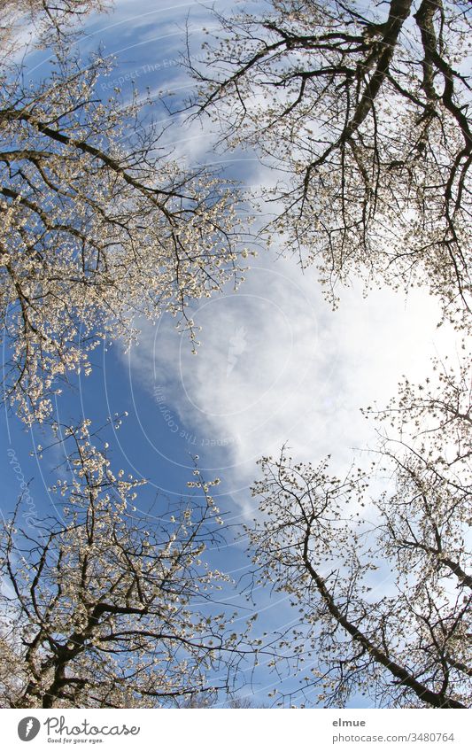 blühende Kirschbäume aus der Froschperspektive bei Sonnenschein und weißer Wolke im blauen Himmel Kirschblüten Blüte Kirschbaum Frühlingsgefühle Romantik
