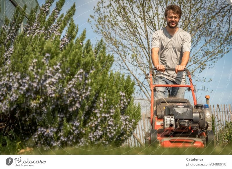 Der junge Mann mäht Rasen bei bestem Frühlingswetter, links im Bild blüht  Rosmarin. Rasen mähen Froschperspektive Gras Garten Natur Gartenarbeit Grün Himmel