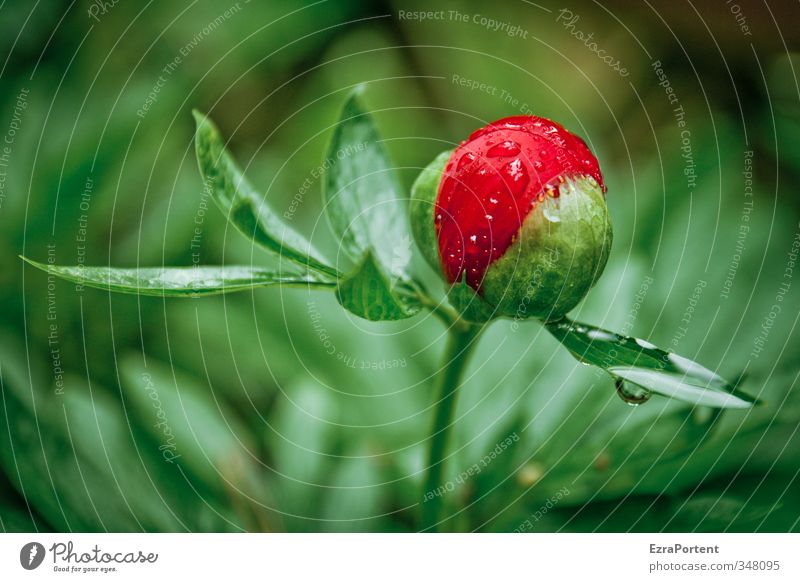 ne` Pfingstrose Umwelt Natur Pflanze Wassertropfen Frühling Sommer Wetter Regen Blume Rose Garten schön grün rot Blatt Blattgrün Blütenknospen 1 einzeln