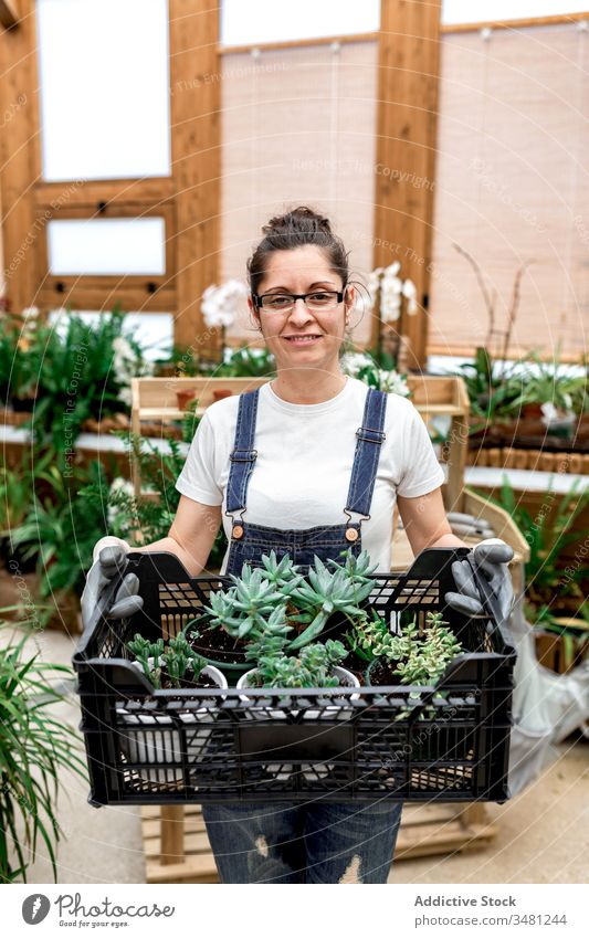 Gärtnerin mit Kiste mit Sukkulente Frau Kasten führen Pflanze Arbeit Gewächshaus organisch frisch Erwachsener natürlich Botanik kultivieren Garten Ackerbau