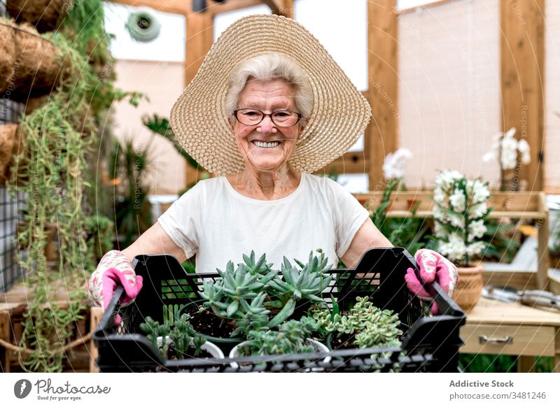 Glücklicher älterer Gärtner mit Kiste Sukkulenten Frau Kasten Gewächshaus Lächeln führen Hobby Arbeit Pflanze Senior Ackerbau organisch Garten frisch Botanik