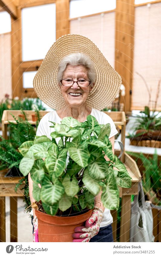 Glücklicher Seniorengärtner mit Topfpflanze Frau Gärtner Gewächshaus Lächeln führen Hobby Arbeit Pflanze älter Ackerbau organisch Garten frisch Botanik