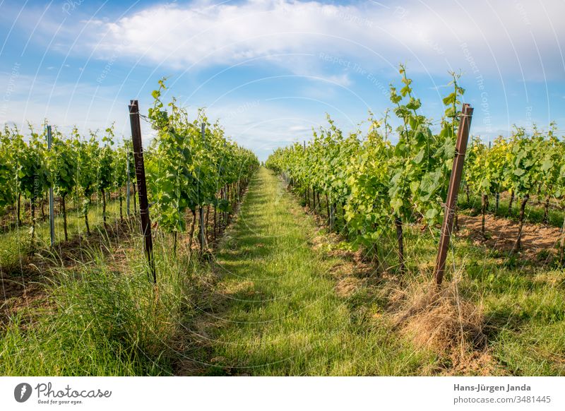 Deutscher Weinberg mit Gras und blauem Himmel im Frühling schießen grün Blütezeit gelb Wolken Bodenbearbeitung Ackerbau rheinland-Pfalz Frankreich Champagne