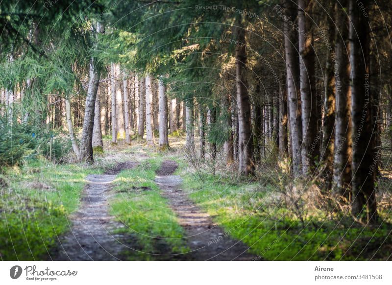 allein unter Fichten Wald Nadelwald Waldweg Forstweg Forstwirtschaft Nadelbäume Tannenzweige Ziehweg Reifenspuren Waldboden Sonnenlicht golden grün Baumstämme