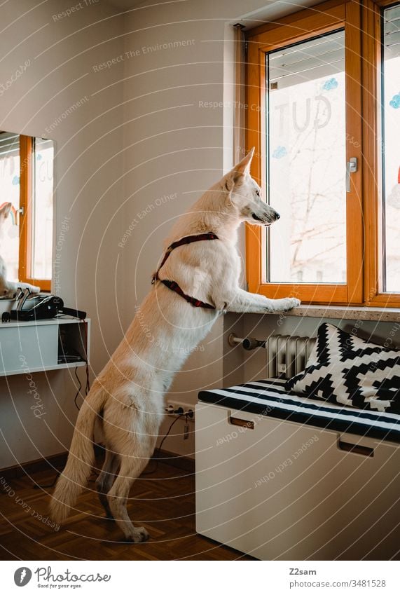 weißer Schäferhund sieht aus dem Fenster schäferhund haustier Tier Farbfoto Tierporträt Natur groß menschenleer innenaufnahme fenster stehen Männchen machen