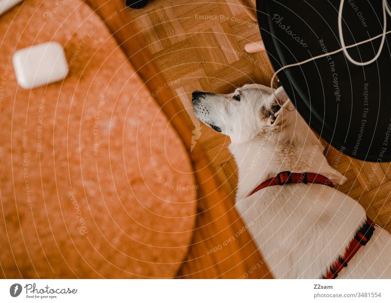 Hund entspannt im Homeoffice büro arbeiten kabel laptop technik hund liegen entspannen haustier schäferhund weiß ruhig brav vogelperspektive tisch bodne