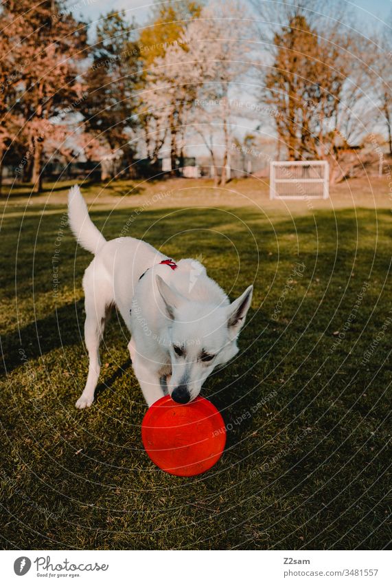 Weißer Schäferhund spielt mit Frisbee schäferhund haustier wiese fussball sonne wärme gassi gehen spazieren spielen natur Tier Außenaufnahme Landschaft spaß