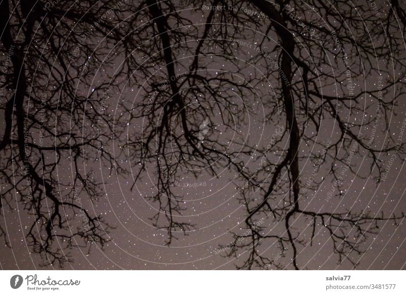 Sternenhimmel mit wurzelförmigen Ästen im Vordergrund Nacht Natur Umwelt Baum Äste und Zweige Astronomie Menschenleer Außenaufnahme Nachthimmel Sternbild Himmel