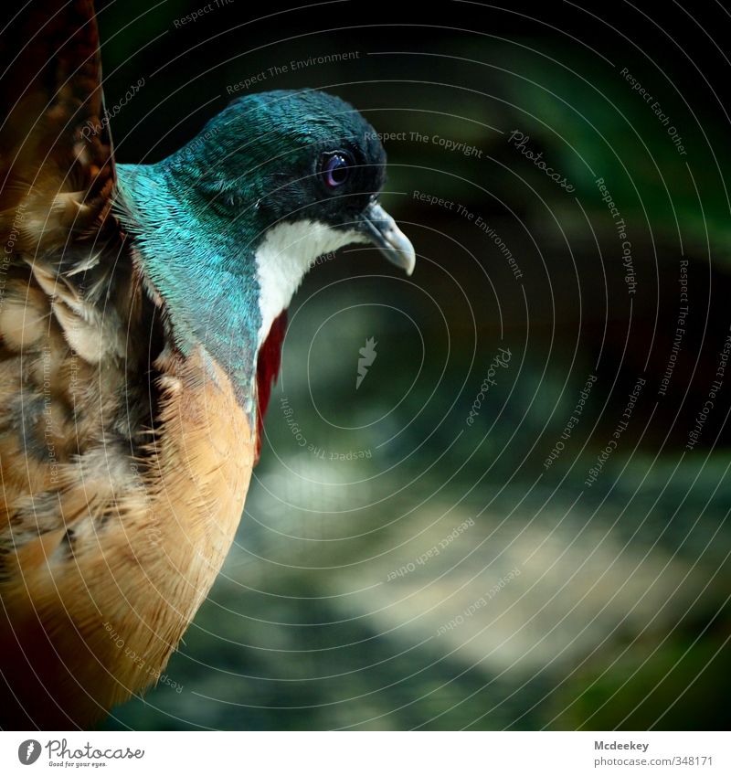 Liebestanz Tier Wildtier Vogel Taube Tiergesicht Flügel Zoo 1 elegant Erfolg rebellisch wild blau braun mehrfarbig grau grün orange rot schwarz weiß Feder