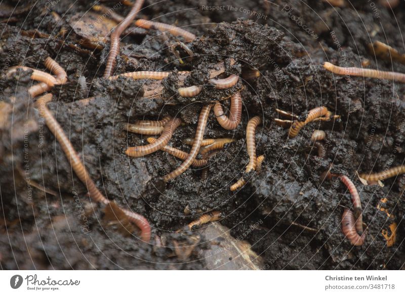 Viele Regenwürmer in frischer Komposterde Regenwurm Erde Kompostierung Kompostwurm Natur Naturerlebnis Wurm Garten braun Wildtier Nahaufnahme natürlich Umwelt