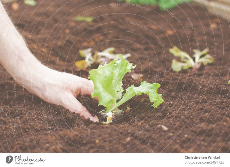 Hand eines jungen Mannes beim Pflanzen von Salat Salatblatt pflanzen Salatpflanze Beet Frühling Gartenarbeit Natur grün braun Erde Freizeit & Hobby Gemüse