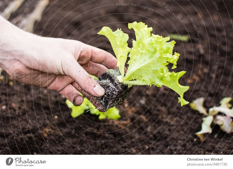 Hand eines jungen Mannes beim Pflanzen von Salat Salatblatt pflanzen Salatpflanze Beet Frühling Gartenarbeit Natur grün braun Erde Freizeit & Hobby Gemüse