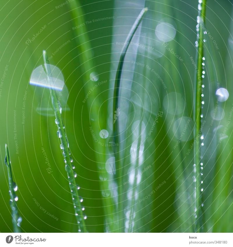 Morgentau Natur Pflanze Wassertropfen Sonnenlicht Frühling Sommer Gras Grünpflanze Netzwerk Tropfen glänzend Wachstum ästhetisch einfach frisch kalt nass