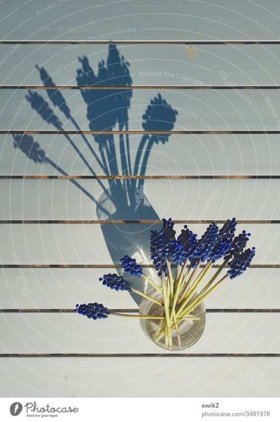 Fächer Traubenhyazinthe Vase klein Blick von oben Tisch Metall Linien Schatten Sonnenlicht Frühling kleinblau Blume Farbfoto Pflanze Menschenleer Blüte